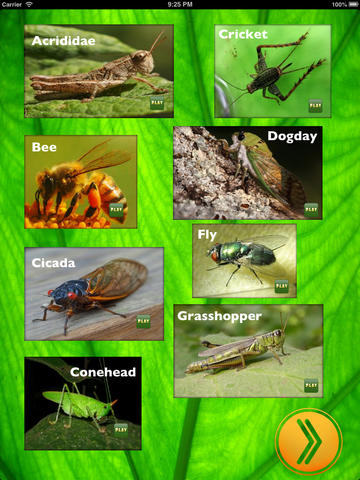 Insect Sounds for iPad