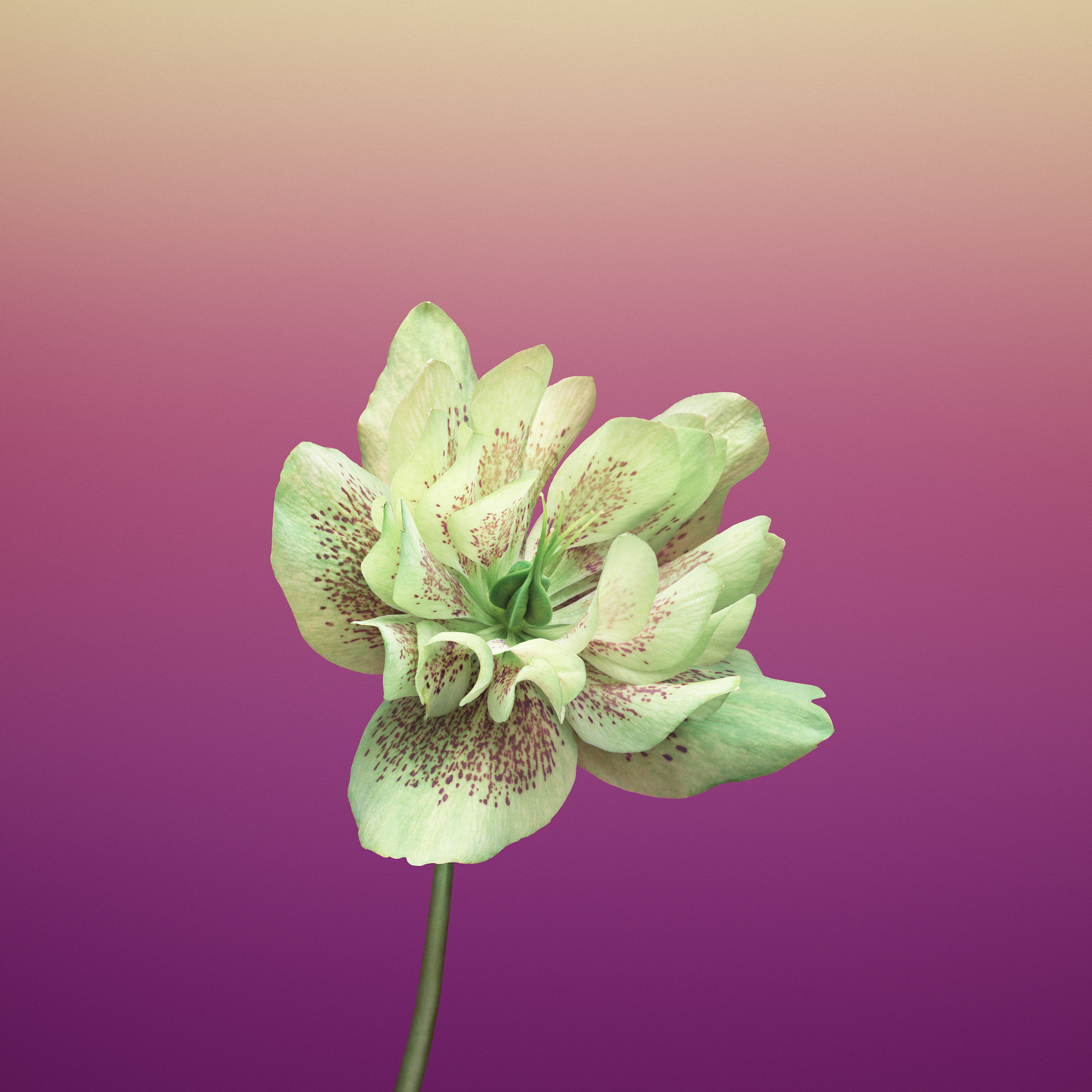 Fondo de pantalla floral de iOS 11